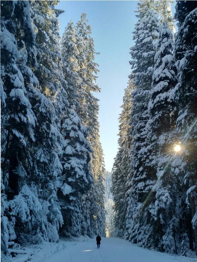 Packwood Ski & Vacation Getaway Extérieur photo